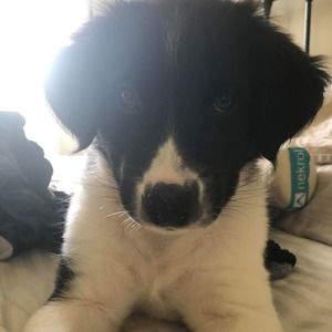 Meet your Posher, Doug